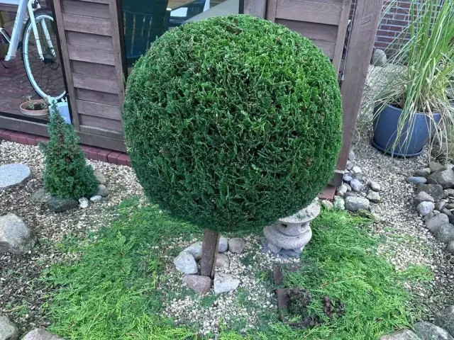 Formschnitt: Thuja-Kugel auf Stamm